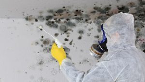 mold treatment